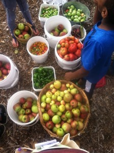 king-elementary-harvest-garden-foodcorps-des-moines